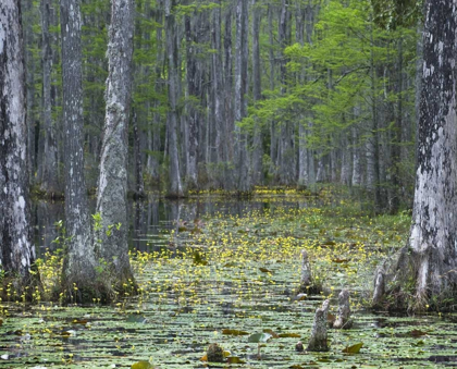 Picture of USA, SOUTH CAROLINA, CYPRESS GARDENS