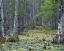 Picture of USA, SOUTH CAROLINA, CYPRESS GARDENS