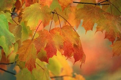 Picture of USA, NORTHEAST, MAPLE LEAVES IN RAIN