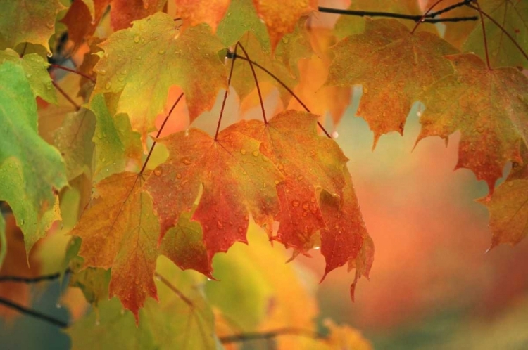 Picture of USA, NORTHEAST, MAPLE LEAVES IN RAIN