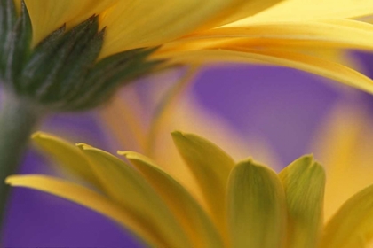 Picture of PENNSYLVANIA YELLOW GERBERA DAISIES