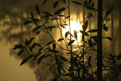 Picture of GEORGIA, SUNRISE REFLECTED IN A POND