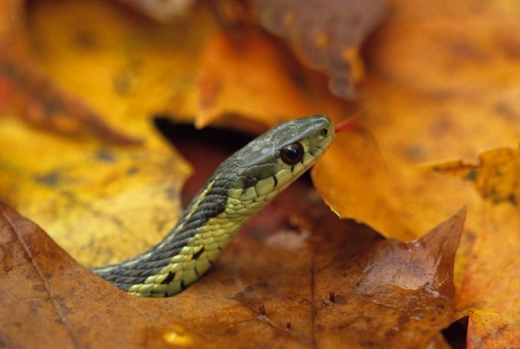 Picture of PENNSYLVANIA GARTER SNAKE IN AUTUMN