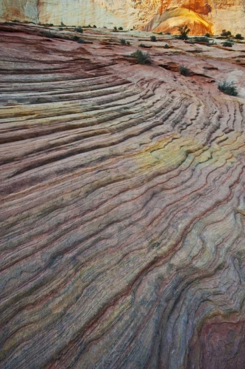 Picture of UT, ZION NP SLICK ROCK AND RED ROCK