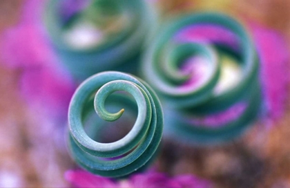 Picture of SOUTH NAMAQUALAND, CURLED LILY LEAVES