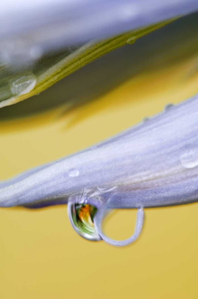 Picture of FLOWER PETAL WITH DROP AND REFLECTION