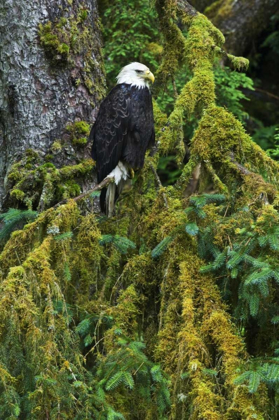 Picture of USA, ALASKA BALD EAGLE IN MOSSY TREE