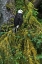 Picture of USA, ALASKA BALD EAGLE IN MOSSY TREE