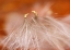 Picture of USA, NEW HAMPSHIRE, SEEDHEADS DANCING