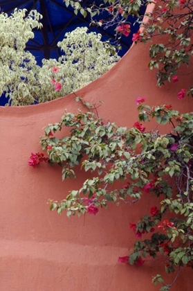 Picture of MEXICO, BOUGAINVILLEA AND STUCCO WALL