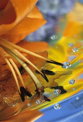 Picture of ABSTRACT OF LILY STAMENS IN REFLECTION