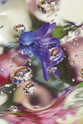 Picture of HYACINTH BUD ON MYLAR WITH REFLECTIONS