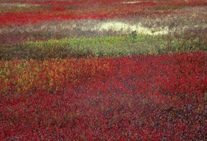 Picture of USA, MAINE BLUEBERRY FIELDS IN AUTUMN