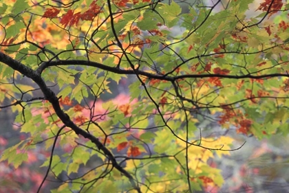 Picture of USA, NORTHEAST, BRANCH OF FALL FOLIAGE