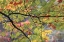 Picture of USA, NORTHEAST, BRANCH OF FALL FOLIAGE