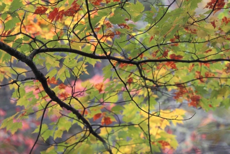 Picture of USA, NORTHEAST, BRANCH OF FALL FOLIAGE