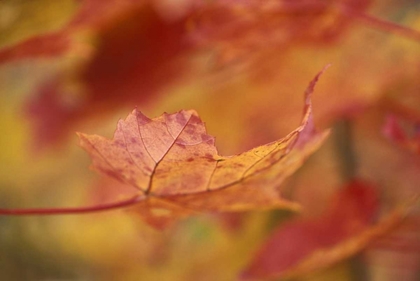 Picture of USA, NORTHEAST, RED MAPLE LEAF IN FALL