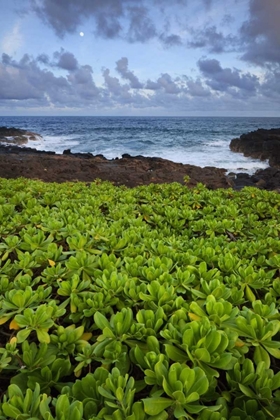 Picture of HAWAII, KAUAI PLANTS NEXT TO ROCKY COASTLINE
