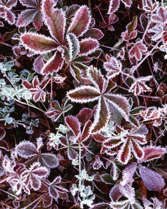 Picture of NH, WHITE MTS DETAIL OF FROSTED BERRY BUSHES