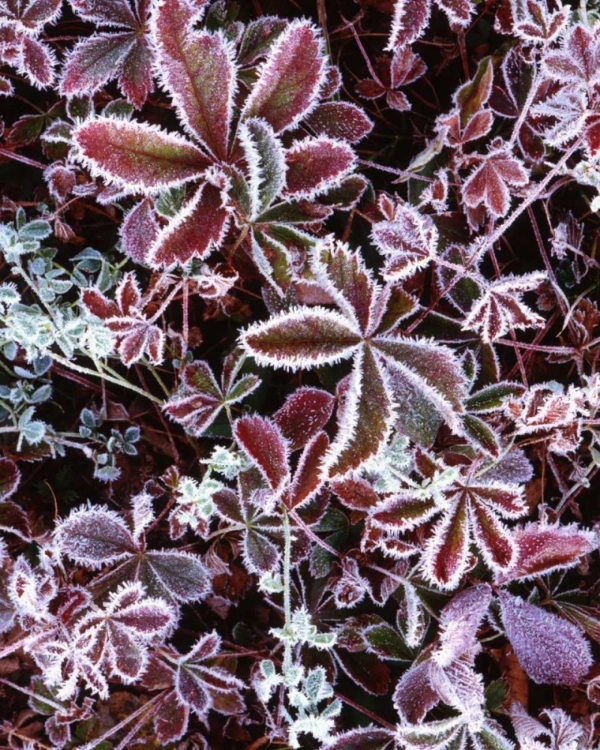 Picture of NH, WHITE MTS DETAIL OF FROSTED BERRY BUSHES
