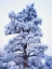 Picture of CA, SIERRA NEVADA FROST-COVERED JEFFREY PINE