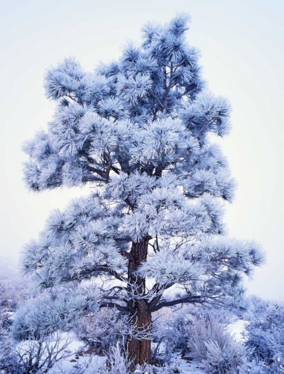Picture of CA, SIERRA NEVADA FROST-COVERED JEFFREY PINE