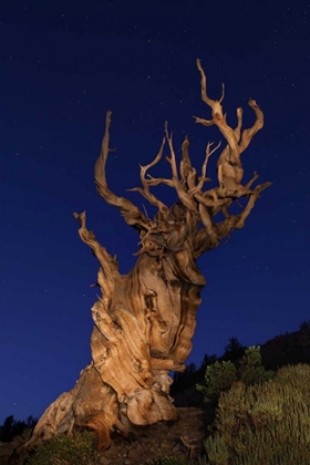 Picture of CA, WHITE MTS ANCIENT BRISTLECONE PINE TREES