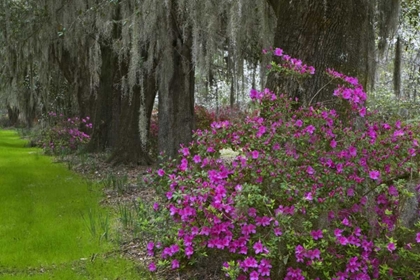 Picture of SOUTH CAROLINA, CHARLESTON PLANTATION SCENIC