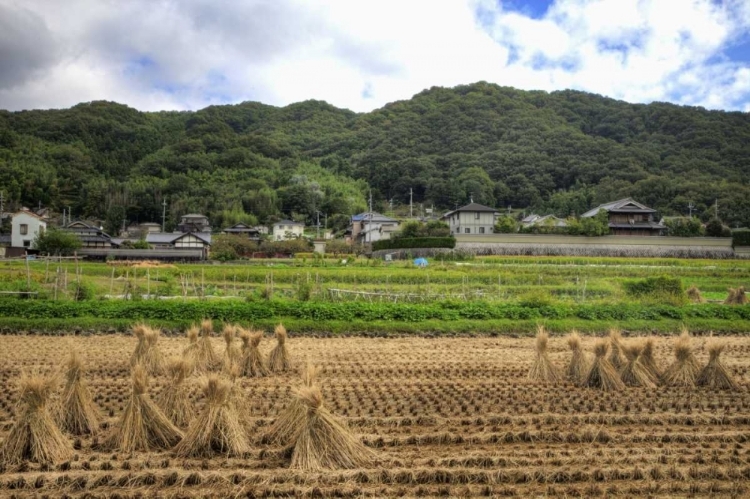 Picture of JAPAN, NARA, HEGURI-CHO FIELD OF DRYING RICE