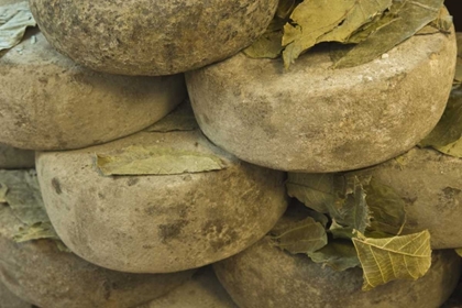 Picture of ITALY, TUSCANY, PIENZA CHEESE BEING SEASONED