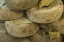 Picture of ITALY, TUSCANY, PIENZA CHEESE BEING SEASONED