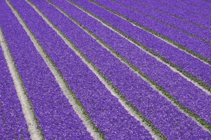 Picture of NETHERLANDS, LISSE PURPLE TULIPS BEING GROWN