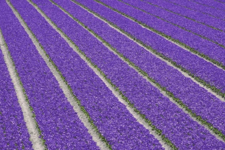 Picture of NETHERLANDS, LISSE PURPLE TULIPS BEING GROWN