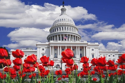Picture of TULIPS BY THE CAPITOL BUILDING, WASHINGTON DC