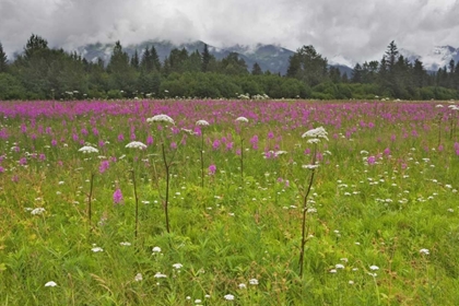 Picture of AK, SEWARD FIREWEED AND COW PARSNIP IN BLOOM