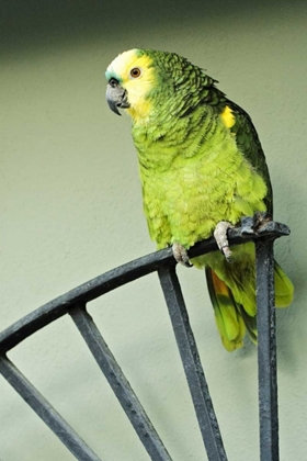 Picture of PUERTO RICO A GREEN PARROT ON VIEQUES ISLAND