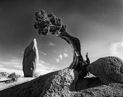 Picture of CA, JOSHUA TREE NP MONOLITH AND JUNIPER TREE