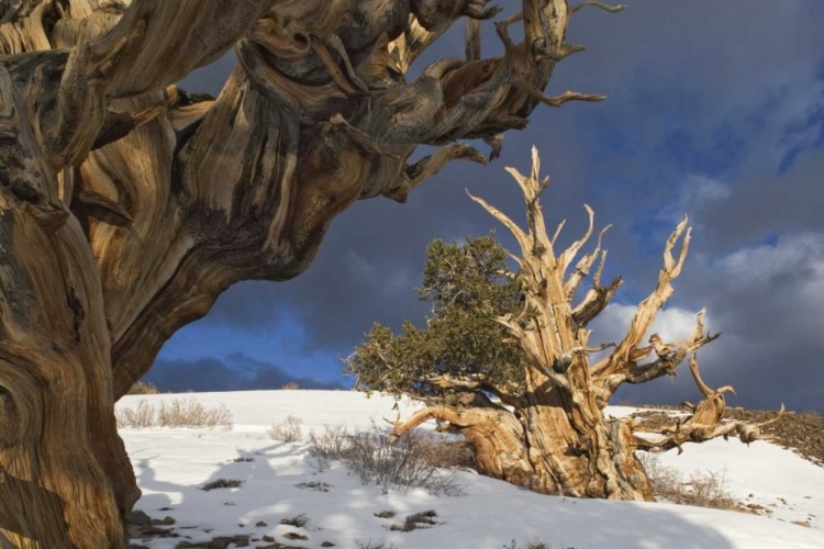 Picture of CA, WHITE MTS ANCIENT BRISTLECONE PINE TREES