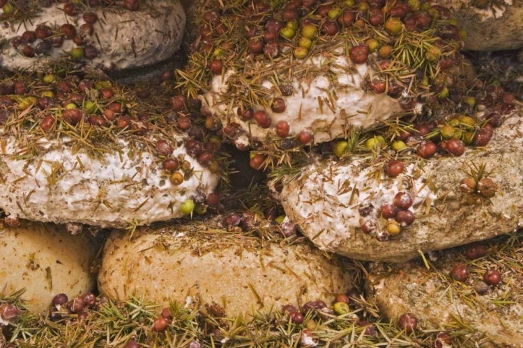 Picture of ITALY, TUSCANY, PIENZA CHEESE BEING SEASONED