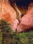 Picture of USA, UTAH, ZION NP VIEW OF DOUBLE-ARCH ALCOVE