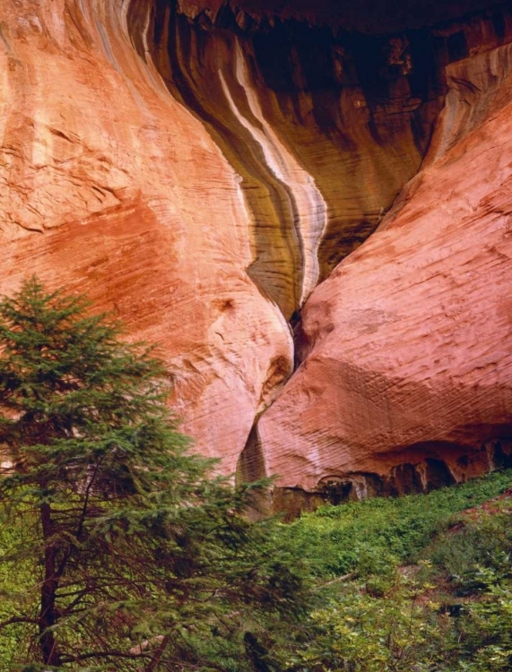 Picture of USA, UTAH, ZION NP VIEW OF DOUBLE-ARCH ALCOVE