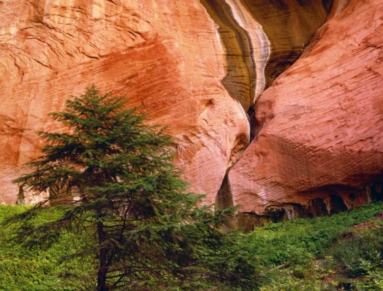 Picture of USA, UTAH, ZION NP VIEW OF DOUBLE-ARCH ALCOVE