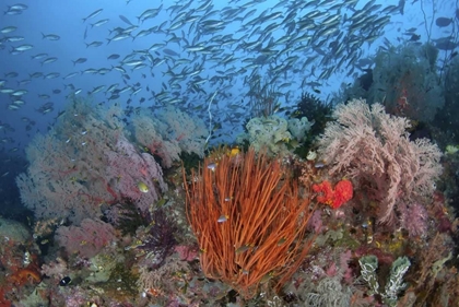 Picture of INDONESIA, PAPUA, SE MISOOL FISH AND CORAL