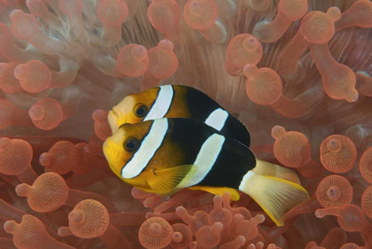 Picture of INDONESIA, PAPUA ANEMONEFISH IN AN ANEMONE