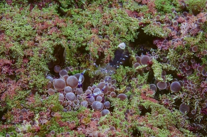 Picture of INDONESIA, LEMBEH STRAIT SHRIMP ON ANEMONE