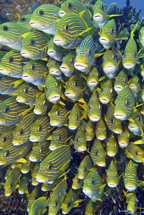 Picture of SWEETLIP FISH, RAJA AMPAT, PAPUA, INDONESIA