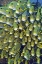 Picture of SWEETLIP FISH, RAJA AMPAT, PAPUA, INDONESIA