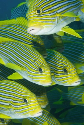 Picture of INDONESIA, KOMODO NP RIBBON SWEETLIPS FISH