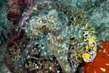 Picture of OCTOPUS ON CORAL, NEW GUINEA ISL, INDONESIA