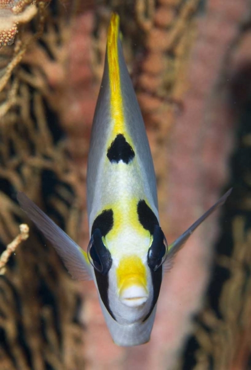 Picture of INDONESIA, RAJA AMPAT MASKED BUTTERFLYFISH